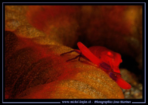 Imperial Shrimp on a Sea Cucumber in the waters of Lembeh... by Michel Lonfat 